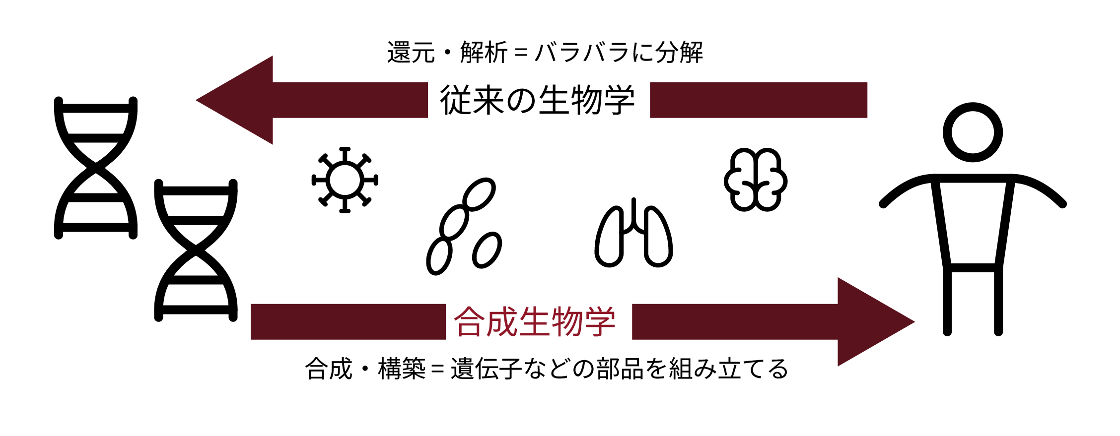 about synthetic biology