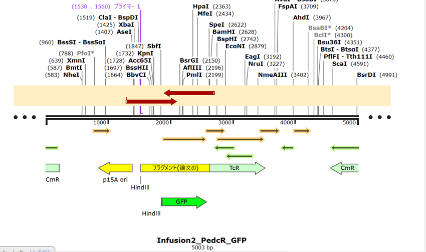 遺伝子設計ソフトウェア Snap Gene®の作業画面
