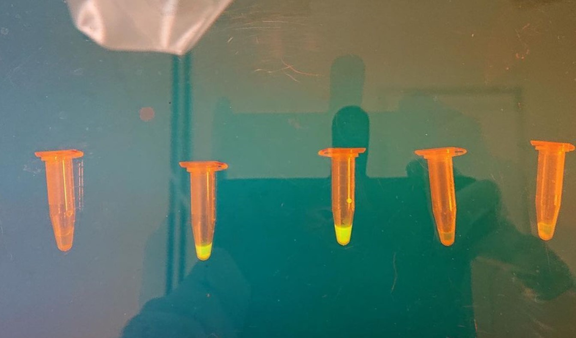 蛍光を持つように遺伝子を改変した大腸菌抽出液 