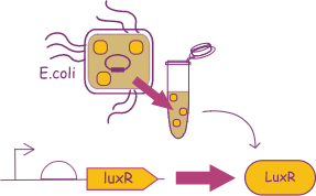 遺伝子パーツluxRおよびタンパク質LuxRの増産のイメージ図